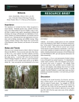 Bents Old Fort NHS Wetlands