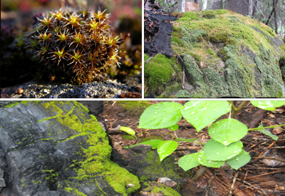 Bryophytes in Grand Canyon National Park