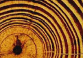 Dendrochronology