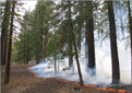 Fire Ecology