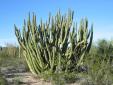 Sonoran Desert Network