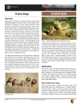 Prairie Dogs