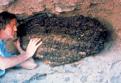 Paleoecology