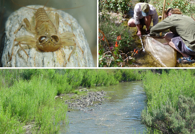 Southern Colorado Plateau Aquatic Macroinvertebrates Monitoring