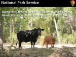 2013  Gwilliam  Sonoran Desert Network stream monitoring