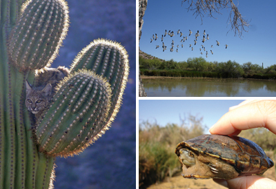 Bobcat in saguaro cactus; Quitobaquito Spring; Sonoran mud turtle
