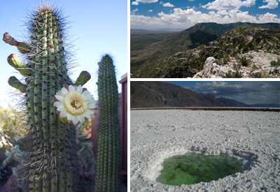 organ pipe cactus; Guadalupe Mountains NP; salt pool
