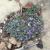 Timeline Recovering the Endangered Sentry MilkVetch in Grand Canyon National Park