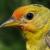 Monitoring Avian Productivity  Survivorship MAPS on the Upper Santa Cruz River