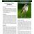 Southwestern Willow  Flycatcher