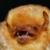 Chiricahua NM  Fort Bowie NHS Bat Species Richness  Abundance