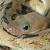 Chihuahuan Desert Reptile  Amphibian Inventory