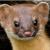 Chickasaw NRA Mammal Bird  Herpetological Inventory