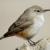 Fort Union NM Inventory of Breeding Birds