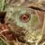 Lake Meredith NRA  Alibates Flint Quarries NM Herpetofauna