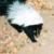 Saguaro NP RMD Mammal Inventory