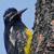 Southern Colorado Plateau Bird Communities Monitoring