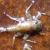 Southern Colorado Plateau Aquatic Macroinvertebrates Monitoring