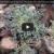 From the brink of extinction to the path of survival The sentry milkvetch recovery project