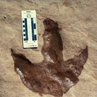 A dinosaur track is recorded as part of a geologic resources inventory in Rainbow Bridge NM