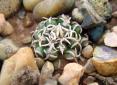 Plants of Concern