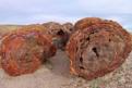 Petrified Forest National Park