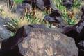 Petroglyph National Monument