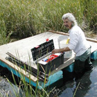Taking sediment cores to determine historical vegetation conditions
