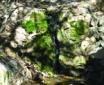 Springs