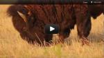 Science Minute Movie Washita Battlefield NHS