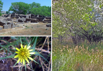 Top left – packrat midden, courtesy of W.G. Spalding; bottom left – ponderosa tree ring fire scars, courtesy of Peter M. Brown; right – soil sediment core from a lake bed.