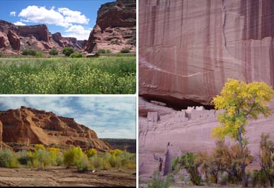 photo collage of images of Canyhon de Chelly National Monument