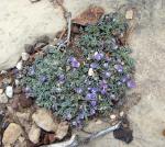 Timeline Recovering the Endangered Sentry MilkVetch in Grand Canyon National Park