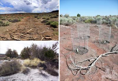 collage of images of Heiser Spring restoration project