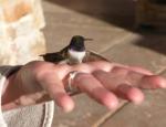 Southwestern National Parks Hummingbird Monitoring