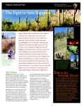 Buffelgrass  Saguaro Cacti