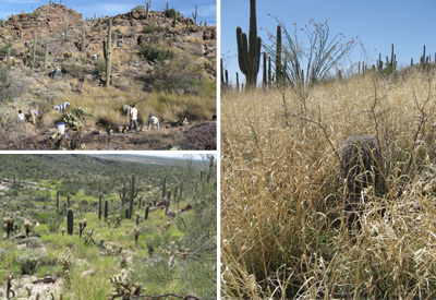 Buffelgrass at Saguaro NP