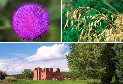 Top Left: NPS photo by Elizabeth A Sellers
Top Right: NPS photo by John M Randall
Bottom: NPS photo by Steve Monroe