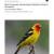 2009 Bandelier NM Bird Community Monitoring