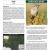 2010 Big Bend NP Landbird Monitoring