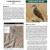 2010 Tonto NM Landbird Monitoring