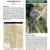 2010 Tumaccori NM Landbird Monitoring
