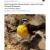 2009 Canyon de Chelly NM Bird Community Monitoring
