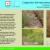 ID Card  Lehmann lovegrass Eragrostis lehmanniana