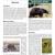 Pecos NHP Mammals