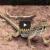 New finds at Petrified Forest National Park Longnosed leopard lizard