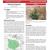 Russian Knapweed