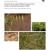 Tonto NM Invasive Plant Inventory