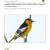2011 Southern Plains Landbird Monitoring