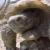 Projecting Climate Effects on Birds and Reptiles of the Southwestern United States